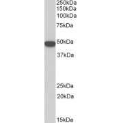 abx431378 (0.1 µg/ml) staining of HeLa lysate (35 µg protein in RIPA buffer). Primary incubation was 1 hour. Detected by chemiluminescence.