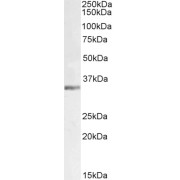abx431384 (1 µg/ml) staining of Mouse Testes lysate (35 µg protein in RIPA buffer). Detected by chemiluminescence.
