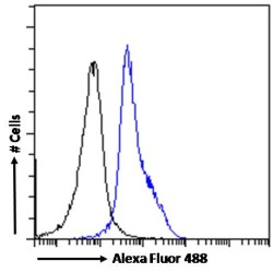Lymphoid Enhancer Binding Factor 1 (LEF1) Antibody
