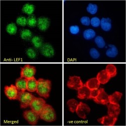 Lymphoid Enhancer Binding Factor 1 (LEF1) Antibody