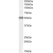 abx431385 (1 µg/ml) staining of MOLT4 lysate (35 µg protein in RIPA buffer). Detected by chemiluminescence.