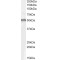 Lymphoid Enhancer Binding Factor 1 (LEF1) Antibody