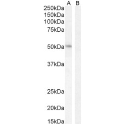 Lymphoid Enhancer Binding Factor 1 (LEF1) Antibody