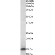 abx431387 (0.5 µg/ml) staining of Rat Pancreas lysate (35 µg protein in RIPA buffer). Primary incubation was 1 hour. Detected by chemiluminescence.