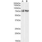 abx431390 (1 µg/ml) staining of HeLa (A) and NIH3T3 (B) lysate (35 µg protein in RIPA buffer). Primary incubation was 1 hour. Detected by chemiluminescence.