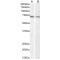Lamin B1 (LMNB1) Antibody