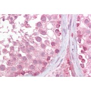 abx431394 (2.5 µg/ml staining of paraffin embedded Human Testis. Steamed antigen retrieval with citrate buffer pH 6, AP-staining.