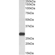 abx431399 (0.3 µg/ml) staining of Rat Brain lysate (35 µg protein in RIPA buffer). Primary incubation was 1 hour. Detected by chemiluminescence.