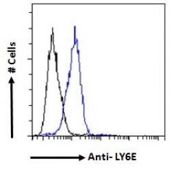 Lymphocyte Antigen 6 Complex Locus E (LY6E) Antibody