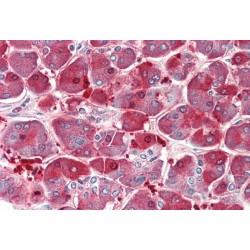 Xaa-Pro Aminopeptidase 1 (XPNPEP1) Antibody