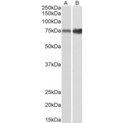 Xaa-Pro Aminopeptidase 1 (XPNPEP1) Antibody