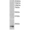 Protein Mago Nashi Homolog (MAGOH) Antibody