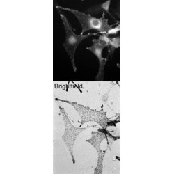 Melanophilin (MLPH) Antibody