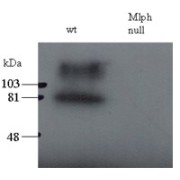 abx431416 staining (0.5 µg/ml) of total melanocyte PNS (200ug per lane) of wild-type and leaden (Mlph null) mice. The upper band may represent the stacking-separating gel interface. Data kindly provided by A N Hume, Imperial College.