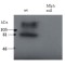 Melanophilin (MLPH) Antibody