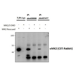 MAP Kinase-Activated Protein Kinase 2 (MAPKAPK2) Antibody