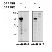 HEK293 overexpressing Mouse MK2 fused to GFP or overexpressing MK5 fused to GFP and probed with abx430008 (0.5 µg/ml) in the left panel and with abx431417 (0.5 µg/ml) in the right panel.