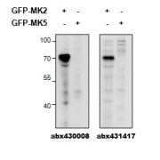 HEK293 overexpressing Mouse MK2 fused to GFP or overexpressing MK5 fused to GFP and probed with abx430008 (0.5 µg/ml) in the left panel and with abx431417 (0.5 µg/ml) in the right panel.