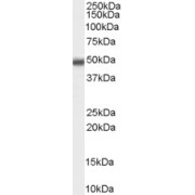 abx431421 (0.3 µg/ml) staining of Jurkat cell lysate (35 µg protein in RIPA buffer). Primary incubation was 1 hour. Detected by chemiluminescence.