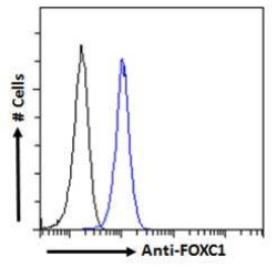 Forkhead Box Protein C1 (FOXC1) Antibody