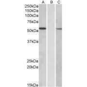 HEK293 lysate (10 µg protein in RIPA buffer) overexpressing Human MGAT1 with C-terminal MYC tag probed with abx431430 (1 µg/ml) in Lane A and probed with anti-MYC Tag (1/1000) in lane C. Mock-transfected HEK293 probed with abx431430 (1mg/ml) in Lane B. Primary incubations were for 1 hour. Detected by chemiluminescence.