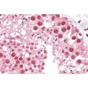 abx431437 (3.8 µg/ml staining of paraffin embedded Human Testis. Steamed antigen retrieval with citrate buffer pH 6, AP-staining.