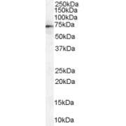 abx431438 (1 µg/ml) staining of Human Spleen lysate (35 µg protein in RIPA buffer). Primary incubation was 1 hour. Detected by chemiluminescence.