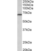 abx431440 (0.3 µg/ml) staining of NIH3T3 lysate (35 µg protein in RIPA buffer). Primary incubation was 1 hour. Detected by chemiluminescence.