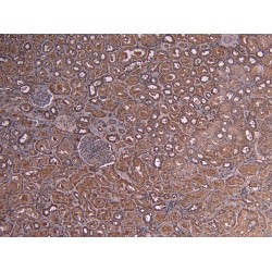 Transcriptional Activator Myb (c-Myb) Antibody