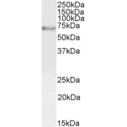abx431442 (2 µg/ml) staining of MOLT4 cell lysate (35µg protein in RIPA buffer). Detected by chemiluminescence.