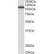 Myosin IB (MYO1B) Antibody