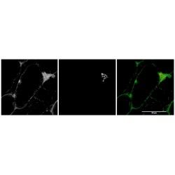 Myosin VA (MYO5A) Antibody