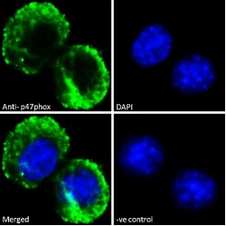 p47phox Antibody