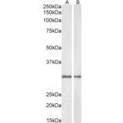 abx431456 (1 µg/ml) staining of Rat (A) and Pig (B) Kidney lysate (35 µg protein in RIPA buffer). Detected by chemiluminescence