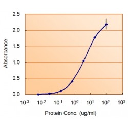 Nodal Homolog (NODAL) Antibody