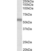 abx431461 (1 µg/ml) staining of Human Placenta lysate (35 µg protein in RIPA buffer). Primary incubation was 1 hour. Detected by chemiluminescence.