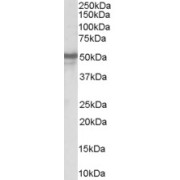 abx431463 (0.3 µg/ml) staining of Human Brain lysate (35 µg protein in RIPA buffer). Detected by chemiluminescence.