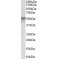 Neuropeptide Y Receptor Y5 (NPY5R) Antibody