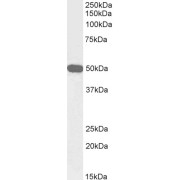 Western blot analysis of Human Cerebellum lysate (35 µg protein in RIPA buffer) using biotin-conjugated Neuropeptide Y Receptor Y5 (NPY5R) Antibody (0.3 µg/ml, 1 hour). Detected by chemiluminescence, using streptavidin-HRP and using NAP blocker as a substitute for skimmed milk.