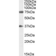 abx431468