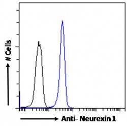 Neurexin 1 (NRXN1) Antibody