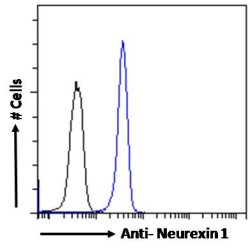 Neurexin 1 (NRXN1) Antibody