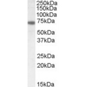abx431472 (0.5 µg/ml) staining of Rat Brain lysate (35 µg protein in RIPA buffer). Detected by chemiluminescence.