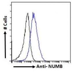 NUMB, Endocytic Adaptor Protein (NUMB) Antibody