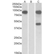 abx431475
