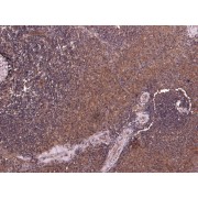 abx431484 (7 µg/ml) staining of paraffin embedded Human Spleen. Heat induced antigen retrieval with citrate buffer pH 6, HRP-staining.