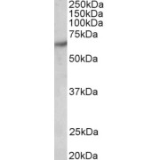 abx431487 (0.5 µg/ml) staining of Human Brain (Cerebral Cortex) lysate (35 µg protein in RIPA buffer). Primary incubation was 1 hour. Detected by chemiluminescence.