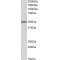 Paired Box 1 (PAX1) Antibody