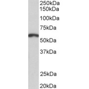 abx431490