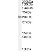 abx431493